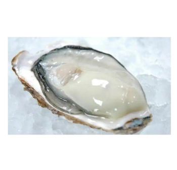 Japanese Other Shellfish Meat Price Best Bulk Seafood Eating Raw Cooking Frozen Oysters - Yamanaka. Inc - Japan