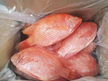 High quality red tilapia - Lyntta International Co., Ltd - China