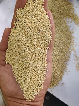 Conventional white Processed quinoa from NEEMUCH AGROTECH Conventional white Processed quinoa - NEEMUCH AGROTECH - India