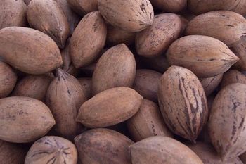 Pecan Nuts - High Grade Medium Size Organic Pecan Kernels - The Docking Bay - South Africa