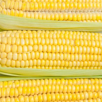 Yellow Corn With Maximum Nutrients Yellow Corn Sourced Directly For Reliable Large Scale Supply - THE GREEN INTERNATIONAL LIMITED - Tanzania