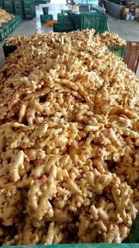 Ginger from Ermin Management Co.,Ltd. Ginger - Ermin Management Co.,Ltd. - Thailand
