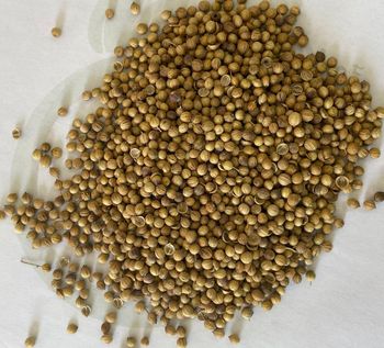 Coriander Delivery Form Bag Form Ground, seeds Freshness Level Dried Features Fair Trade, No Preservatives, Organic, Without Additives, Without Colourants, Without Flavor Enhancers - Elmotmiz Herbs - Egypt