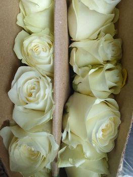 Cut Flowers - PILIZFLOWERS ENTERPRISES  - Kenya