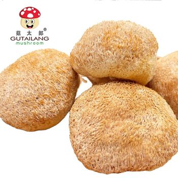 Factory Wholesale Pure Dried Lion Mane Mushroom Dried Hericium Erinaceus Dried Hericium Fungus Dried Mushroom - Henan Gutailang Foods Co., Ltd. - China