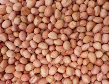 Groundnuts (Peanuts) whole and Raw Groundnuts (Peanuts), 50 Kg - Balingi Trading Company (PTY) Ltd - South Africa