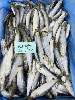 sardines Frozen Code Bqf Frozen Status Frozen Net Weight 10/15 Pieces Per Kg Packaging Type Cartons Of 10 - asmak bahr al duqm - Oman