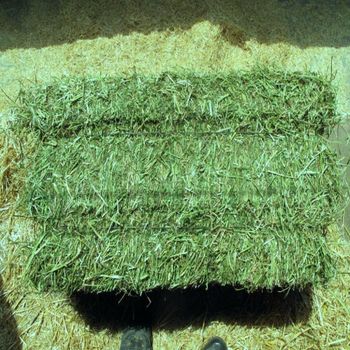 Alfalfa Hay from SOURCE GLOBAL TRADING GROUP Alfalfa Hay - SOURCE GLOBAL TRADING GROUP - South Africa