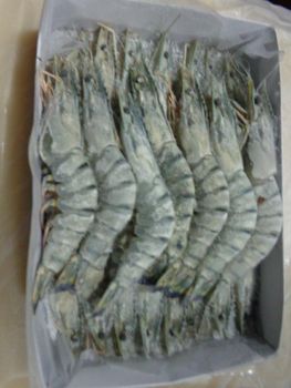 FROZEN RAW HEAD ON BLACK TIGER SHRIMP Packaging 800G Shelf Life 2 YEARS Pricing Options Nwnc/ Nwfc/ Fwnc/ Fwfc Freezing Method Blast/ Block/ Semi Iqf/ Iqf - Netfish India - India