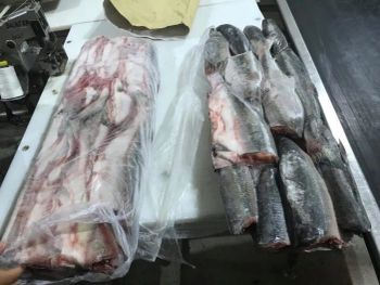 Pink salmon - MTF Trading FZCO - Russian Federation