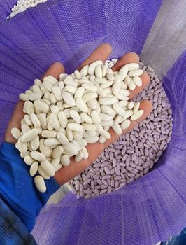 white kidney beans - jtenkgroup - Tanzania