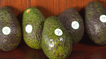 Fresh Hass Avocado from Saujana Kerta Global Fresh Hass Avocado – product photo, Fresh Hass Avocado products found from trusted suppliers, wholesalers, manufacturers & exporters Listing