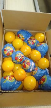 Fresh Oranges - El Manara Company - Egypt