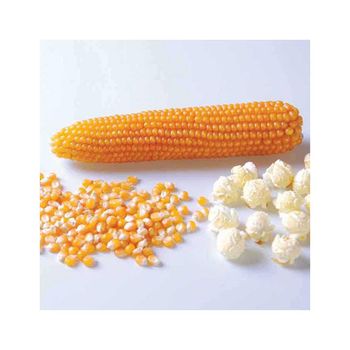 Brazilian Agricultural Productsfrozenchickenexports.com - AGROSTREAM EXPORTS AND IMPORTS PTY LTD - South Africa