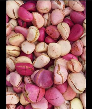 Kola Nut Season October To December Theobromine Presence Present Caffeine Content Similar To That Of Coffee - SAMJOSE INTER BIZNESS LINKS LIMITED  - Nigeria