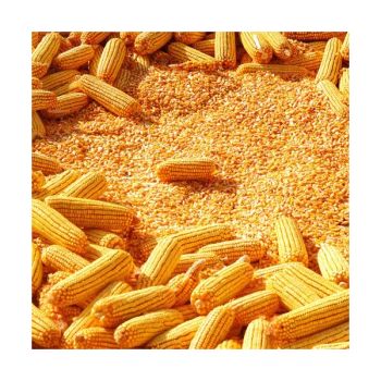 Maize/corn for Human consumption from Mercury Trading Ltd Maize/corn for Human consumption - Mercury Trading Ltd - United Kingdom