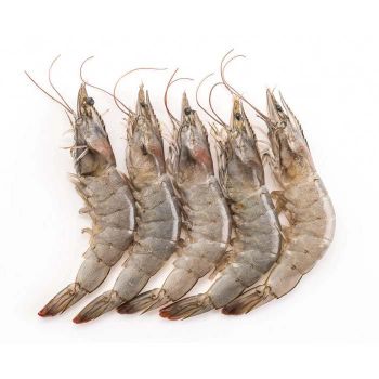 Factory Price Frozen Shrimps Ready For Wholesale Distribution And Export from MASI TRADING GMBH Factory Price Frozen Shrimps Ready For Wholesale Distribution And Export - MASI TRADING GMBH - Germany