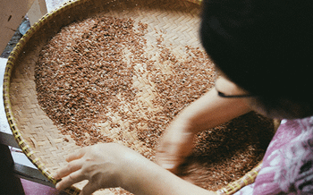 Premium Parboiled Rice from Thai Pearl Rice Premium Parboiled Rice - Thai Pearl Rice - Thailand
