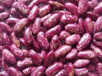 purple speckled kidney beans - sjz Darling trading  - China
