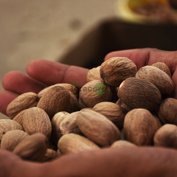Nutmeg Whole Premium Nutmeg Spice Original From Indonesia Grade A Place of Origin - Teracore Agritech Nusantara - Indonesia