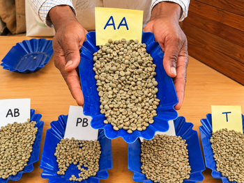 Premium AA, AB, C, TT and Specialty green coffee beans - Mizizi Coffee - Kenya