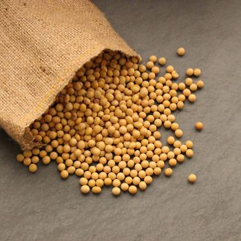 Drought Tolerant Soybean Seed Reliable Crop Soybean Seed For Resilient Growth In Challenging Environmental Conditions from THE GREEN INTERNATIONAL LIMITED Drought Tolerant Soybean Seed Reliable Crop Soybean Seed For Resilient Growth In Challenging Environmental Conditions - THE GREEN INTERNATIONAL LIMITED - Tanzania