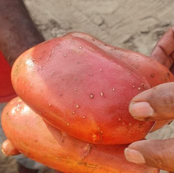 Fresh Potatao - Red Skin Esmee Red Potatoes Origin Pakistan, Fresh Table/Export  Grade, 60–80 mm, Mesh Bags Packing - Araafat Industries - Pakistan