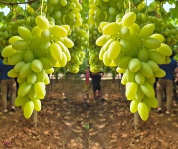 Quality Class 1 export quality Fresh Table Grapes from NINE FRUITS EXPORTS (PTY) LTD Quality Class 1 export quality Fresh Table Grapes - NINE FRUITS EXPORTS (PTY) LTD - South Africa