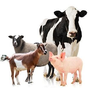 Live Livestock Animals (Cattle, Pigs, Poultry) Style Dried Shape Stick Size 20~40mm Address GERMANY Model Number OEM Max. Moisture (%) - SuMa Wasserbetten GmbH - Germany