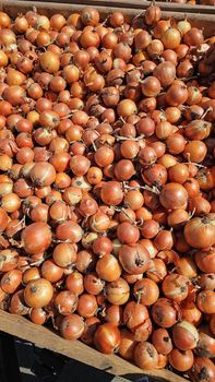 Fresh Red Onion Type Fresh Flavor Rich Texture Fresh Shelf Life Long Color Vibrant Red Intended Use Cooking, Garnishing, Pickling - Midon Grup SRL - Moldova, Republic of