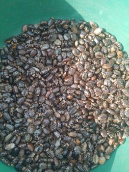 Castor Seeds - Local farmer - Uganda
