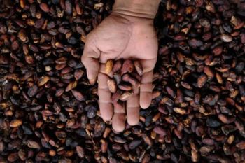 cocoa beans - commodities n us Ltd - Nigeria