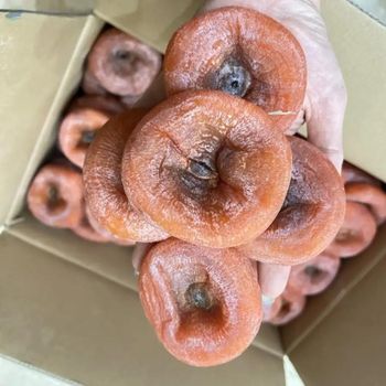 Dried Persimmon, A -  99 Gold Data Processing Trading Company Limited  - Vietnam