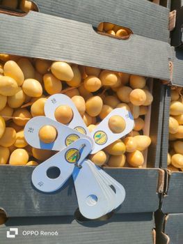 Barhi dates. - AL-SEDIK FOR FRUITS AND VEGETABLE EXPORT AND TRADING - Egypt