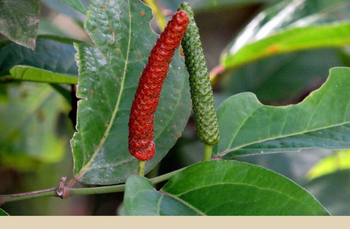 Long Pepper (Dried - Javanese) Grade A Purity Consistent Max. Moisture (%) 12% Processing Type Dried Packaging sack of 25/30 Kg - Adikarya Darsa Internusa - Indonesia