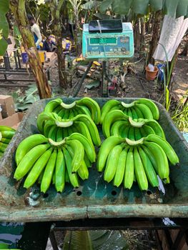 Banana G9 from Engrotex Global Banana G9 – product photo, G9 Banana products found from trusted suppliers, wholesalers, manufacturers & exporters Listing