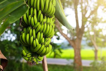 Cavendish Banana – product photo, Fresh Cavendish Bananas products found from trusted suppliers, wholesalers, manufacturers & exporters Listing
