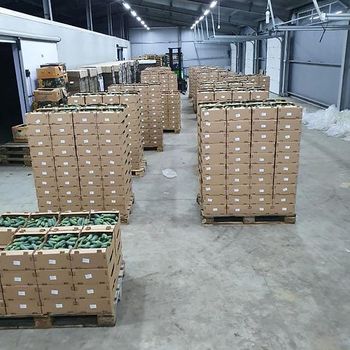 Cucumbers - CIOCAN FLOPAT PROMARK SRL - Romania