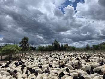 Live Persian Blackhead Sheep – Organic Rams & Ewes for Breeding or Slaughter - ORB GROUP - United States