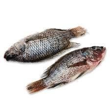 Fresh Tilapia  Grade A Type Fresh - W&E HOLDING BV - Netherlands