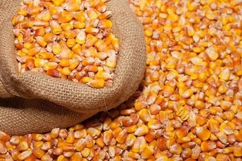 Indian Yellow Maize – Bulk Export Supply from Shri Radhe Agro Exports Indian Yellow Maize – Bulk Export Supply - Shri Radhe Agro Exports - India