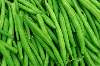 Ooty Green Beans (Export Quality from India) from AGROCARTE EXIM ENTERPRISES PVT LTD Ooty Green Beans (Export Quality from India) – product photo, Long Green Beans products found from trusted suppliers, wholesalers, manufacturers & exporters Listing