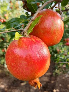 Pomegranate Features Organic Fruit Type Blueberry, Fruit Mix, Mango, Pineapple, Raspberry, Strawberry - mahacreed Agritech solutions - India