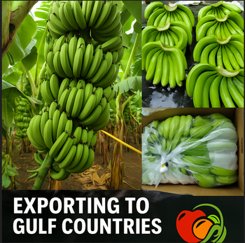 Fresh Banana - Deccan Valley Agro - India