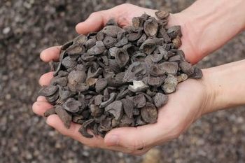 Palm Kernel Shell from Parvezius Globalindo Utama Palm Kernel Shell – product photo, Activated Palm Kernel Shell products found from trusted suppliers, wholesalers, manufacturers & exporters Listing