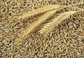 Premium Rye Grain (Wheat Rye) Grade A Type Rye Flavor Earthy Texture Dense Shelf Life Long Aroma Natural Aroma Protein Content High - TRADE NEPAL LLC - United States