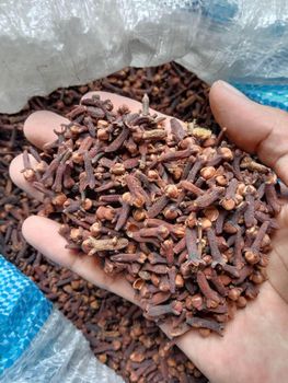 Cloves Lalpari Form Pieces Features Organic Origin Indonesia Packaging Size > 1000 g - PT DINATA INTERNASIONAL TRADING - Indonesia