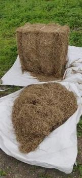 Rhode Grass, Alfalfa Grass from Global Trades Rhode Grass, Alfalfa Grass - Global Trades - Pakistan