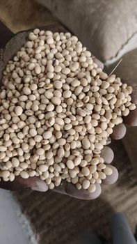 Soya beans - PURE MOON LIMITED - Kenya
