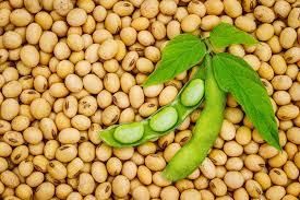 Premium Soybean Seeds Grade A Type Seed Shelf Life Long Shelf Life Fiber Content Rich In Fiber Protein Content High Protein - TRADE NEPAL LLC - United States